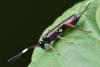Cryptinae inconnu